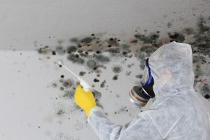 Denver mold removal expert