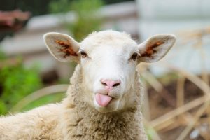 sheep news
